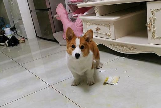 柯基家里就闲不住，不搞一点儿事儿就不舒服，狗：我爸爸是二哈！