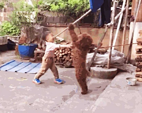 熊孩子回来捣蛋,立即被狗狗打哭,铲屎官却笑出猪叫声:太解气了