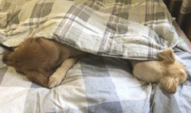 二只狗狗在床上入睡,正中间还刻意留了部位,在给主人暖被窝吗?