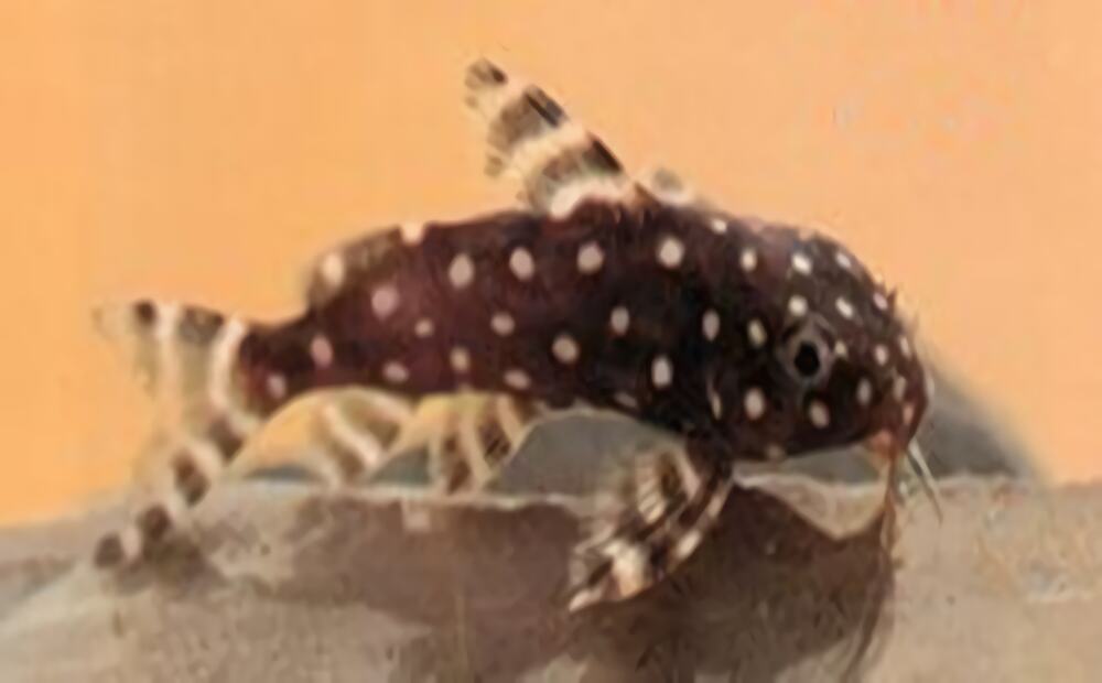 仙女鲶身份信息