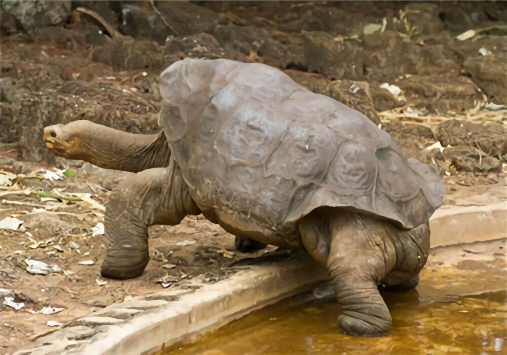 加拉帕戈斯象龟身份信息