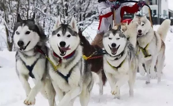 女主人让雪橇犬帮忙拿衣服,结果狗狗会错了意
