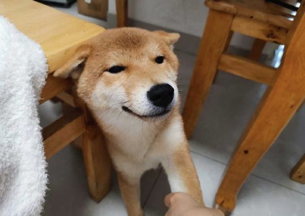 主人教育犯错的柴犬,但见到它很不屑的小表情,如何很想打它呢!