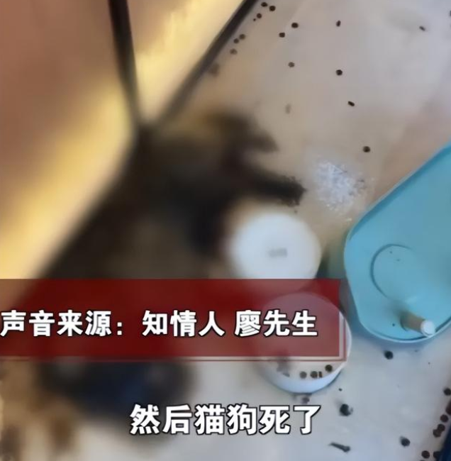 太残忍了!宠物店老板离开半月猫狗被活活渴死饿死