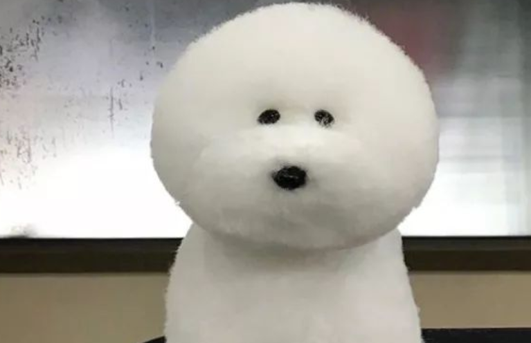狗狗去美容,結果变为一大团肥皂泡,害怕拿水一冲就没有了
