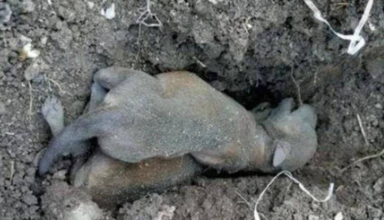 狗狗夜里生产哀嚎,主人却因贪睡不起,早起细瞧不淡定