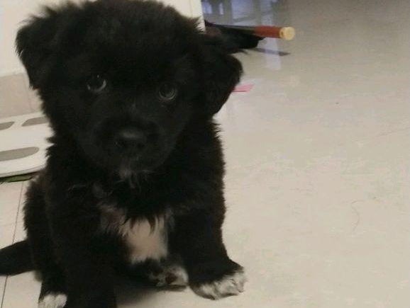 流浪狗饿坏了鼓起勇气向路人讨食，女生气坏掉大吼：衣服裤子都搞脏