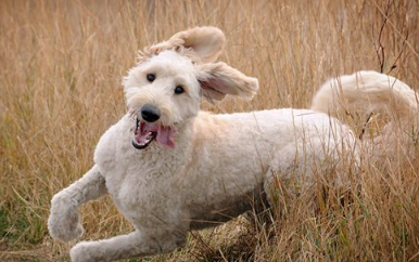 巨星亚瑟小子是汪奴? 花费12000美金拍下一只狗