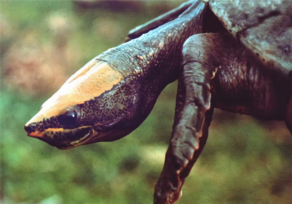 中美洲河龟身份信息