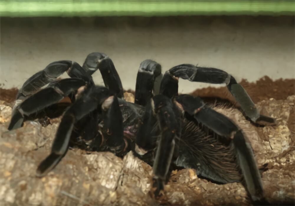 哥伦比亚黑巨人身份信息