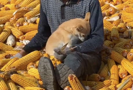 爷爷在忙着剥玉米，狗狗却坐在他怀里撒娇：我才是爷爷的小宝贝！