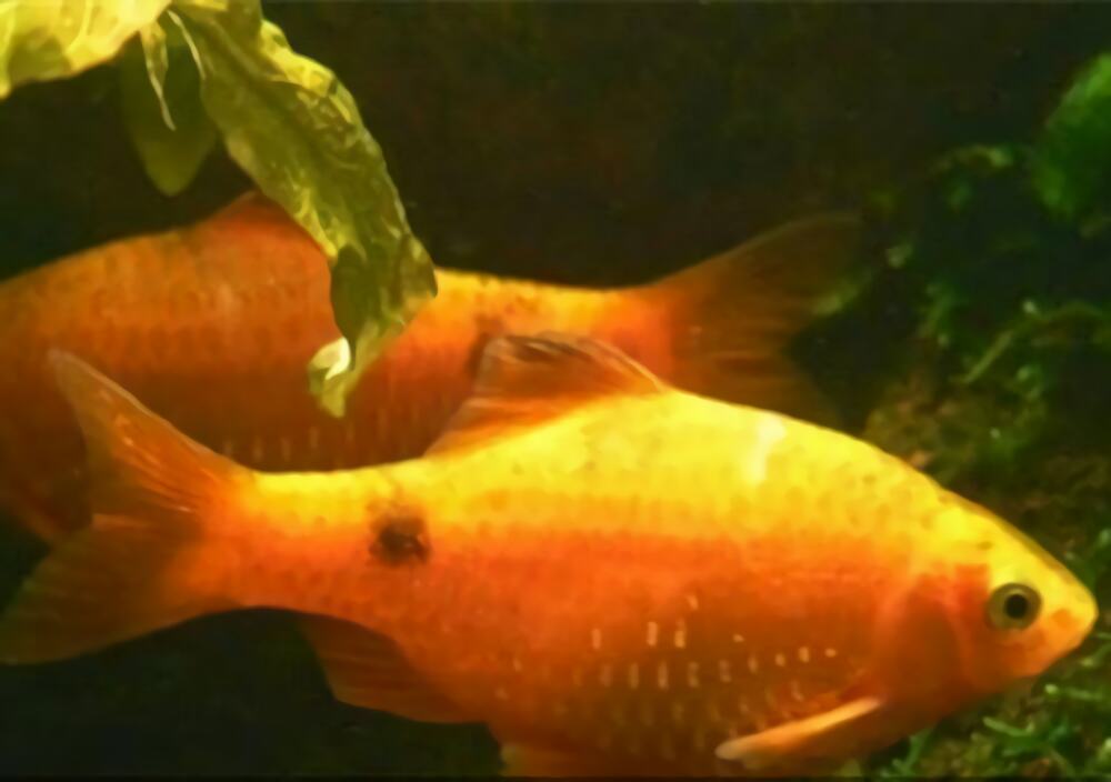 黑斑鲫身份信息