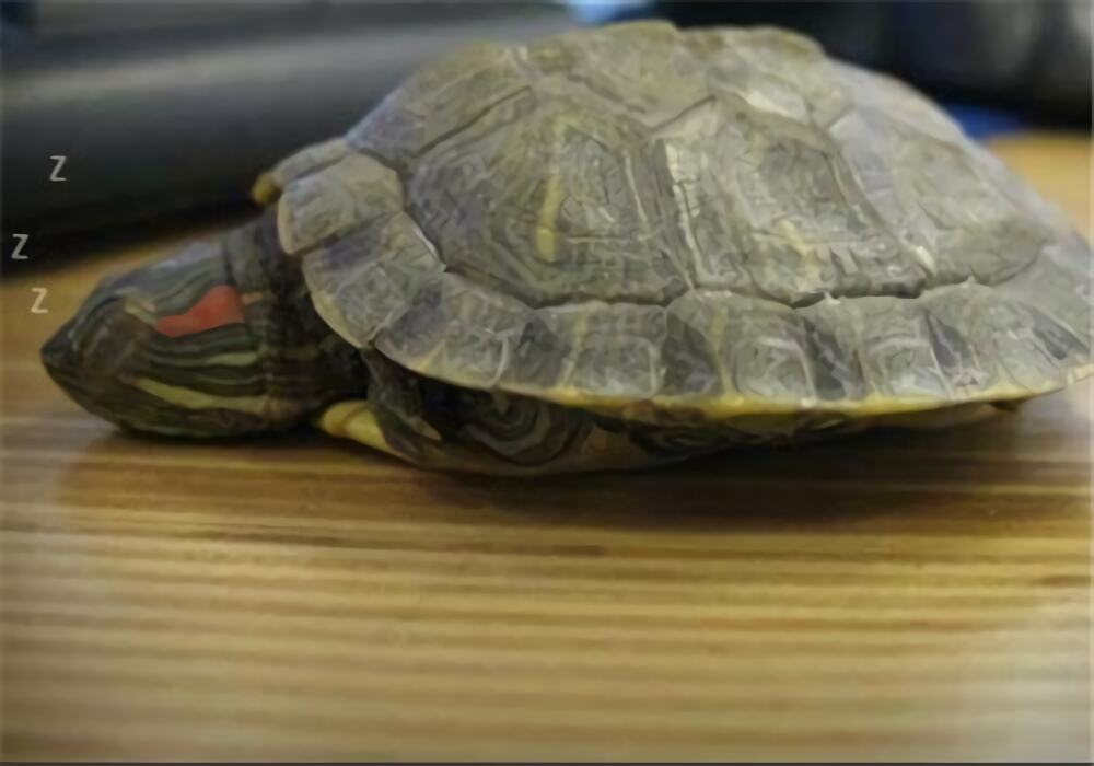 巴西红耳龟身份信息