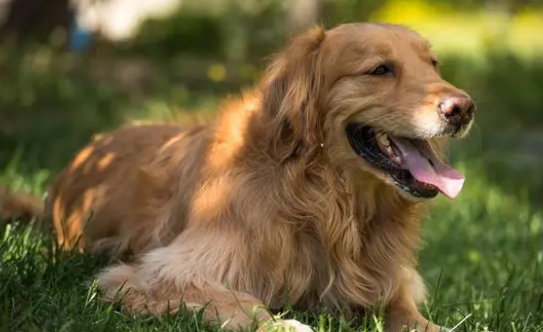 被养殖场淘汰的金毛犬,只能在笼子讨要食物