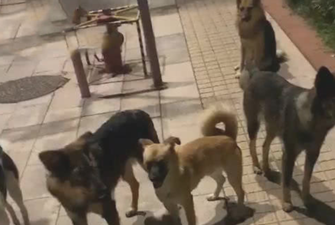 女人后半夜回家了,半途听见狗叫声,仰头后差点儿吓坏,女人:想干什么