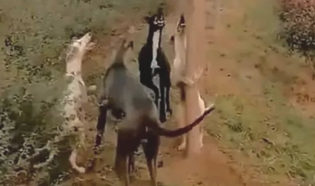 4只狗围堵1只躲在树枝的猫咪,白狗当场学爬树,丢狗脸了