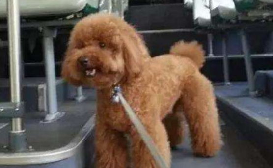 阿姨为宠物犬买公交车票,狗狗全程静坐,乘客都很淡定