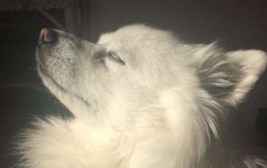 邻家猫咪时常跑院子里 只为等待狗狗好友的出现
