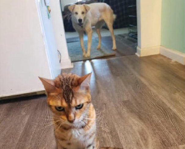 狗狗偷吃了幼猫猫粮,猫咪气呼呼跑到主人眼前控诉,猫:帮我主持公道