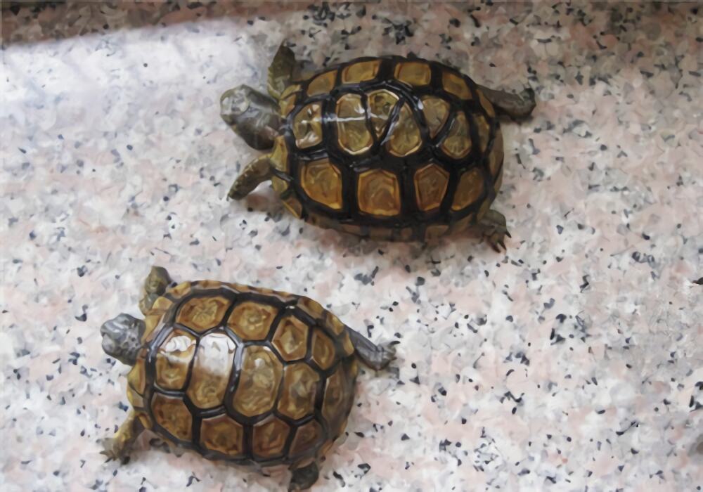 伯格海角陆龟身份信息