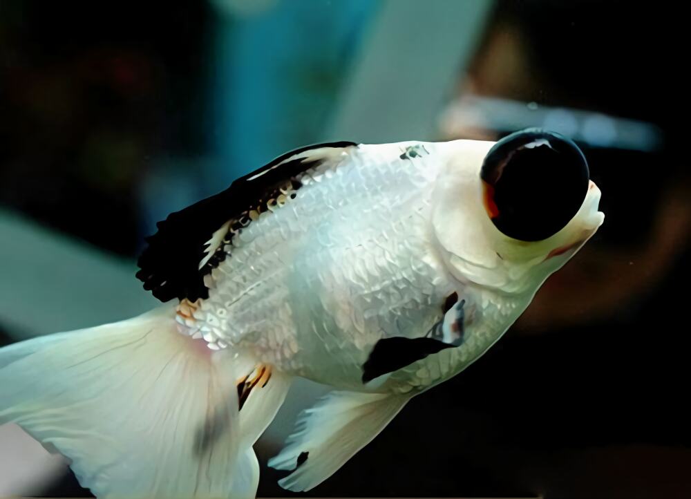 熊猫金鱼身份信息