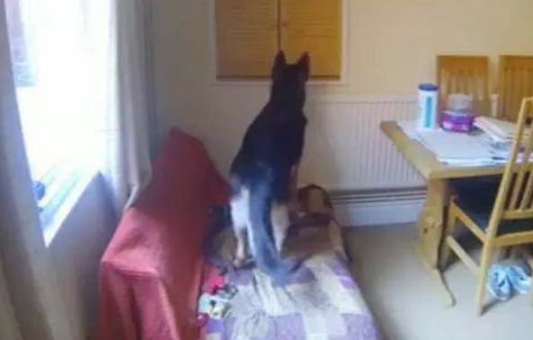 见到小狗独自在家痛楚焦虑情绪的模样，主人家确实心痛的嚎啕大哭！