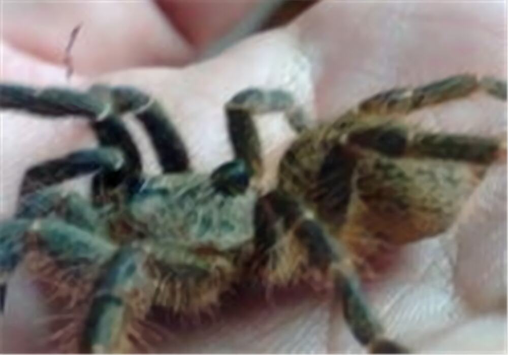 东非角巴布身份信息