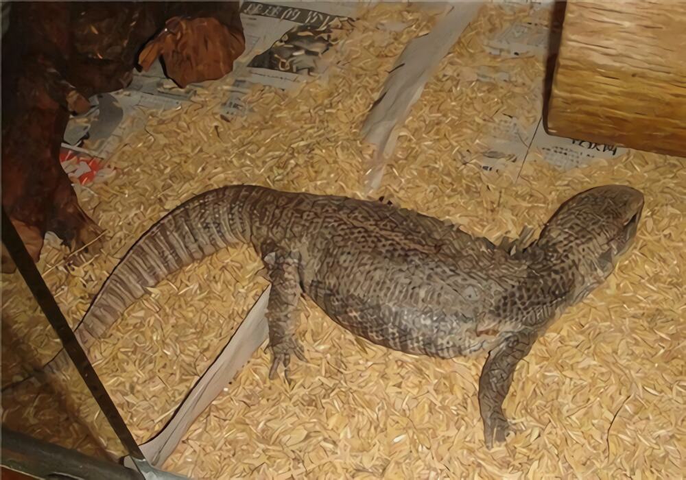 平原巨蜥身份信息