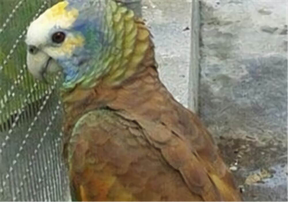 圣文生亚马逊鹦鹉身份信息