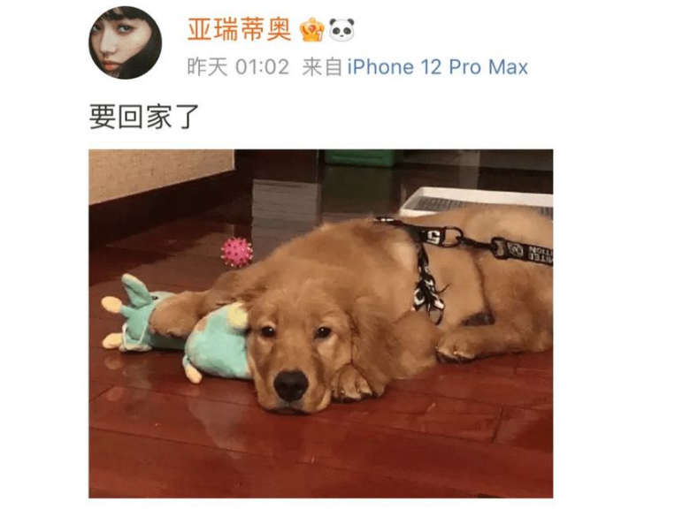 白话天下:金毛siri事件,不就死了一条狗,值得全民开骂吗?