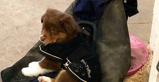 自打和马儿变成好朋友,牧羊犬每天都能享有马式推拿,这波赚了