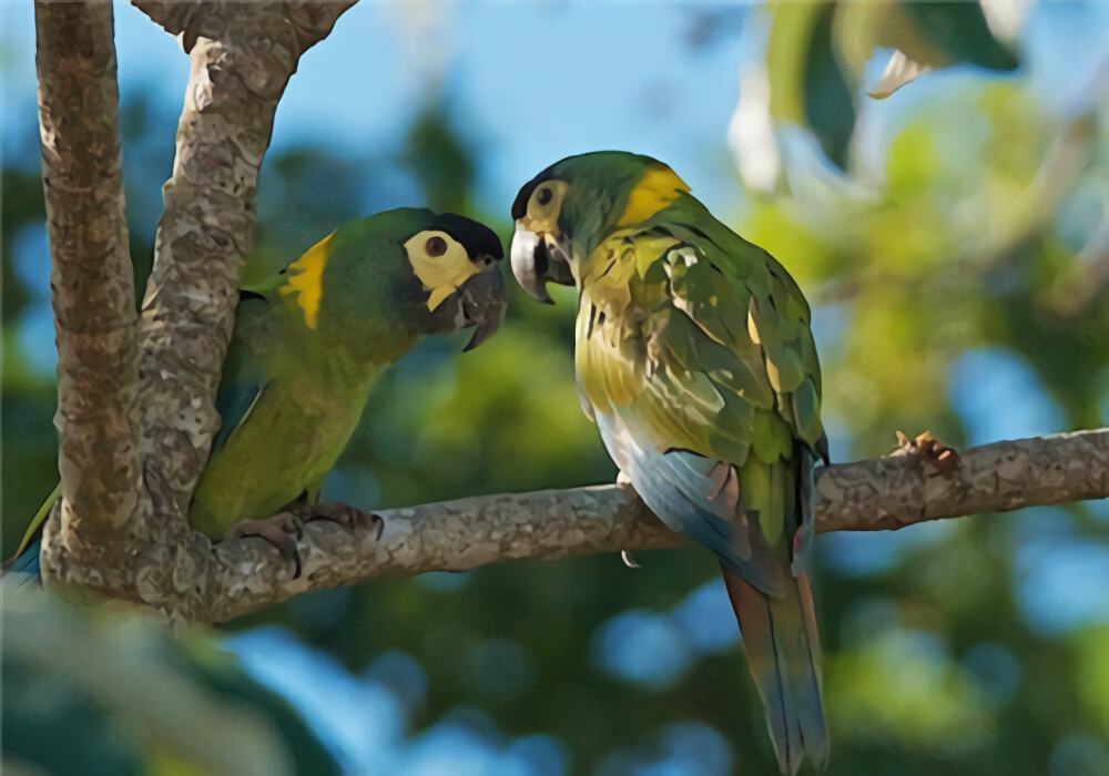 金领金刚鹦鹉身份信息