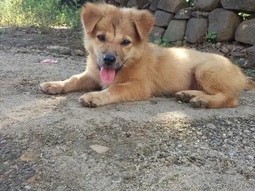 主人结婚在饭店里办酒席，小土狗似乎被忘记了，独自坐在门口发呆