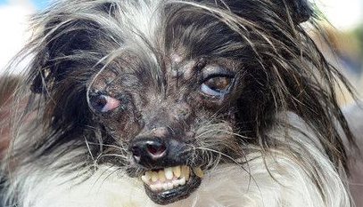 世界最丑狗比赛在美加州举行 各款狗狗比拼“天然丑”