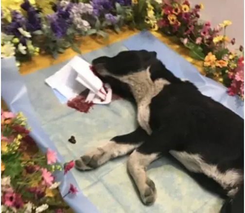 狗狗死了眼睛没闭 | 狗狗死的时候变得皮包骨,眼睛也没闭上!