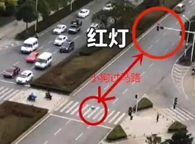 宠物狗闯红灯被车撞死,狗主人向车主索赔18万?交警判罚让人拍手称快