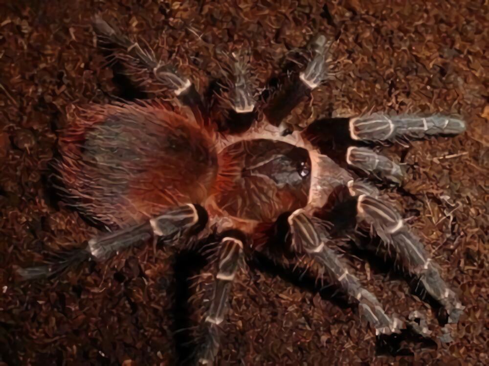 巴西橙间食鸟身份信息