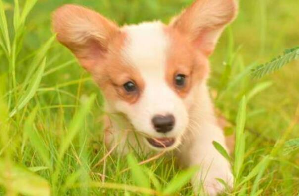 农村小伙2000元买对柯基狗，是不是很可爱！养不了免费送给大家！