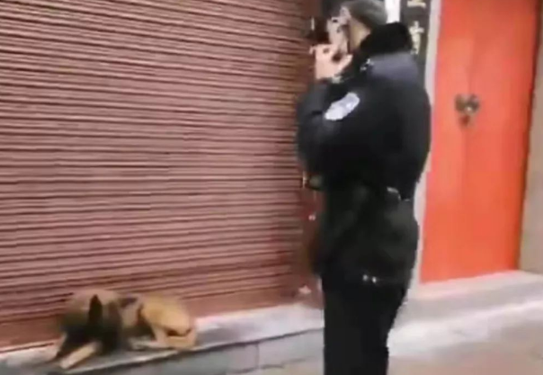 流浪犬逆袭成警犬，从此走上“狗生巅峰”！