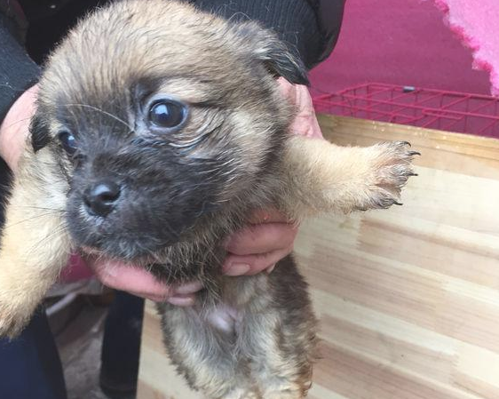 大冬天小奶狗迫不得已漂泊大街,小狗们冻裂了直发抖,叫人于心不忍