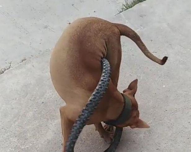 比特犬用自行车轮胎困住自己 网友:有点蠢
