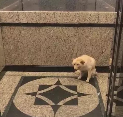 狗狗坐在电梯门口前,却没看到主人,是被遗弃了吧!