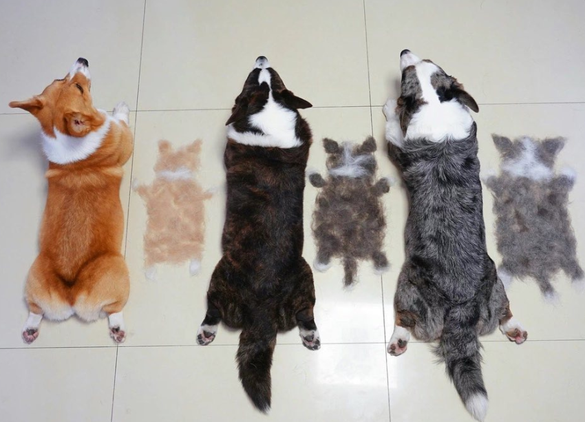 三只狗加一只猫有多能掉毛?网友晒的掉毛照超有趣