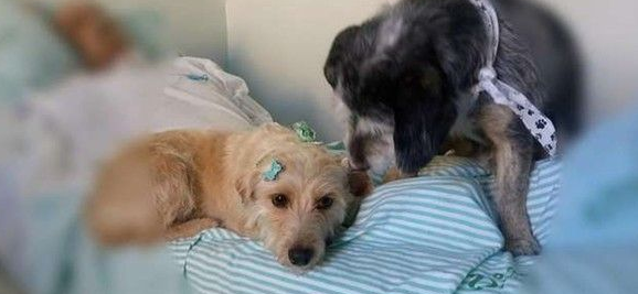 主人病重住院 两忠犬在医院门口默默久等
