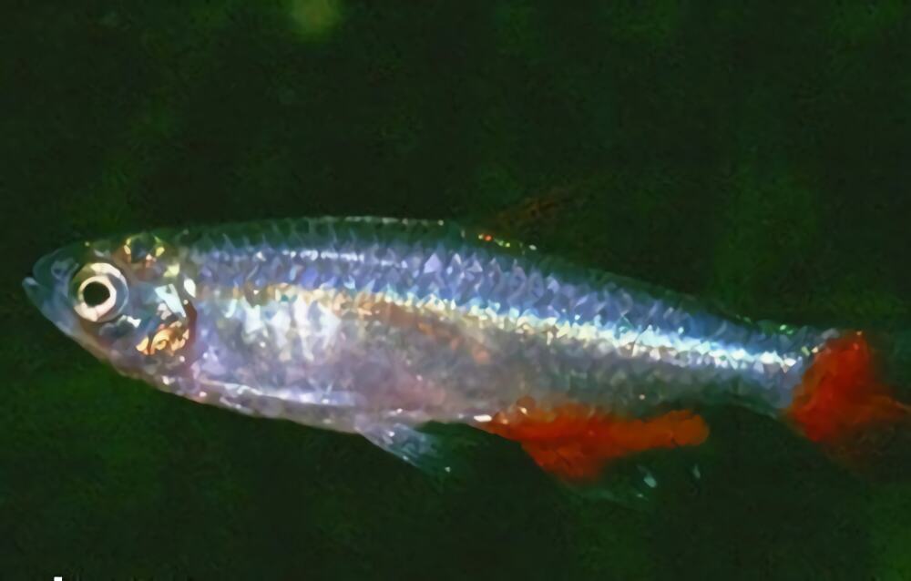 血翅鱼身份信息