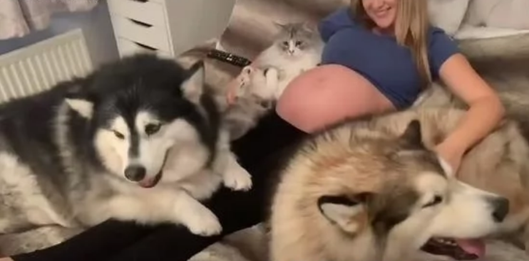 1岁半女婴被斗牛犬咬死,父母当时正参加派对享乐,还能信任狗吗