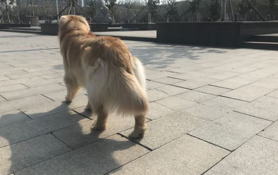 金毛昂首挺胸走在路上走,却看不见以往热闹,狗:人呢?