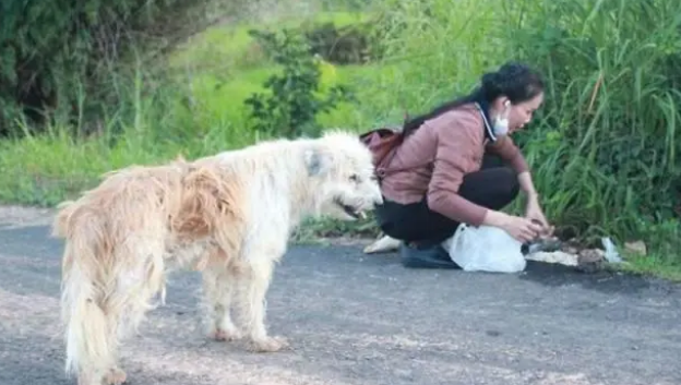 狗狗走丢了,路口等待主人4年,重逢时,它却不跟主人走了