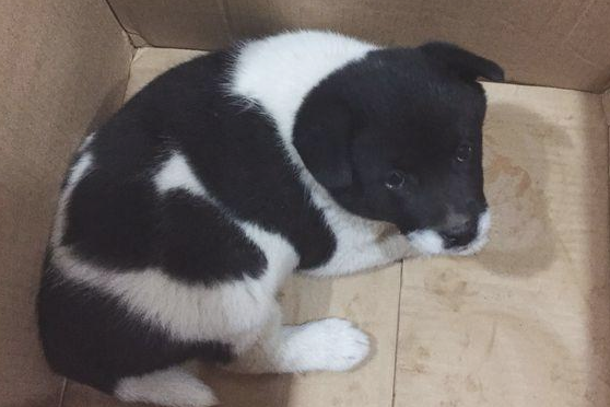 道上好心捡到只流浪犬,女生送去溜达时,殊不知差点酿出“大祸”