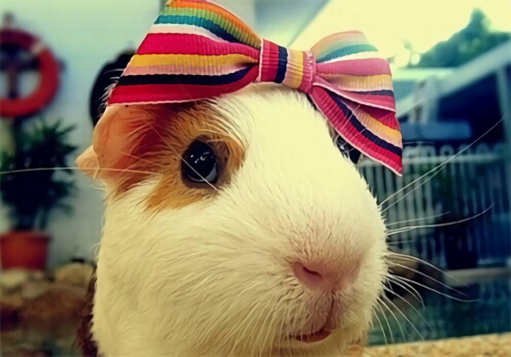 天竺鼠身份信息